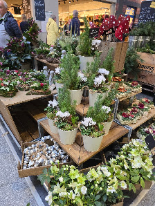 BLUME2000 Greifswald
