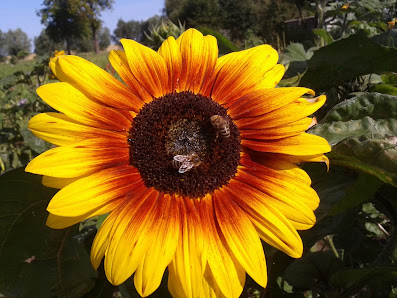 Tackes Blumenfelder