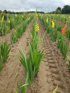 Tackes Blumenfelder