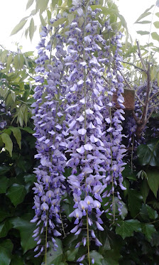 Blumenhof Griem