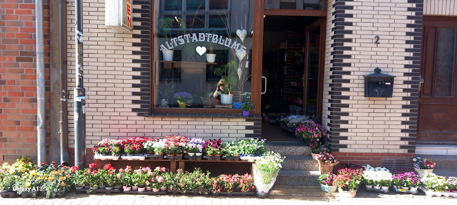 Altstadtblume Janet Klemmer