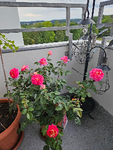 Baumschule Ludwig