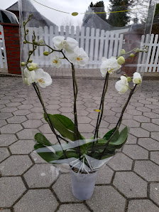Blumenladen am Hanse Hof