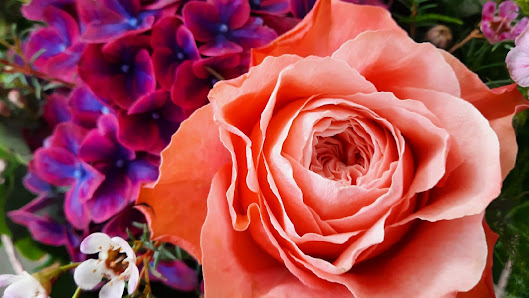 Blumerie Rose