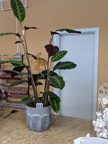 Die Blumenhexe | Blumenfachgeschäft