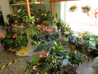 Blumenhaus Am Steintor Inh. C. Hofmann