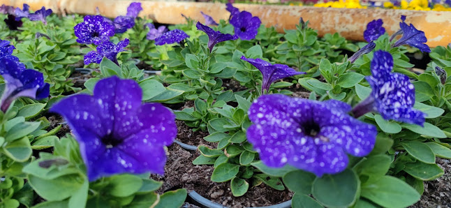 Blumengeschäft Kurzmanowski Inhaber M.Simon