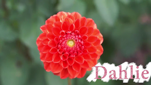 Blumen Elsdörfer
