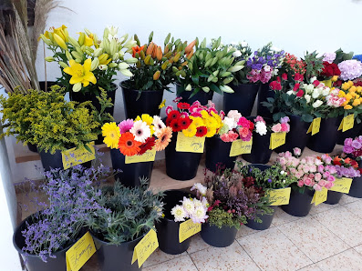 PROFiFLORA