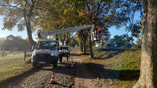 BV Baumpflege Vorpommern