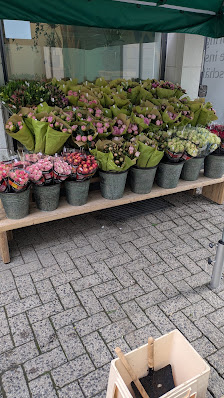 Der Holländer Blumen