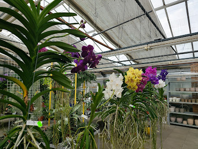 Orchideen-Zentrum Wichmann e. K.
