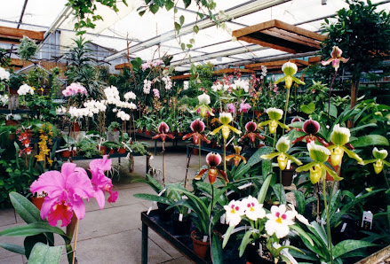 Orchideen-Zentrum Wichmann e. K.