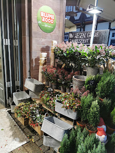 BLUME2000 Celle