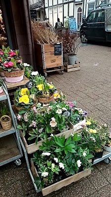 BLUME2000 Celle