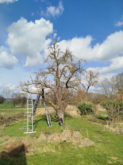 Baumpflegedienst in Celle