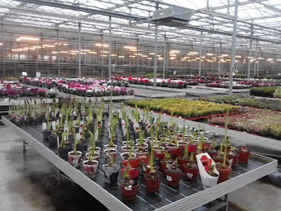Bayerische Blumen Zentrale GmbH - Dekozentrale