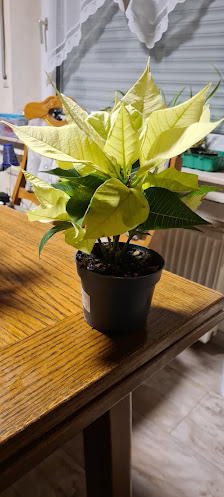 Gartenbau Frank Wallenhorst