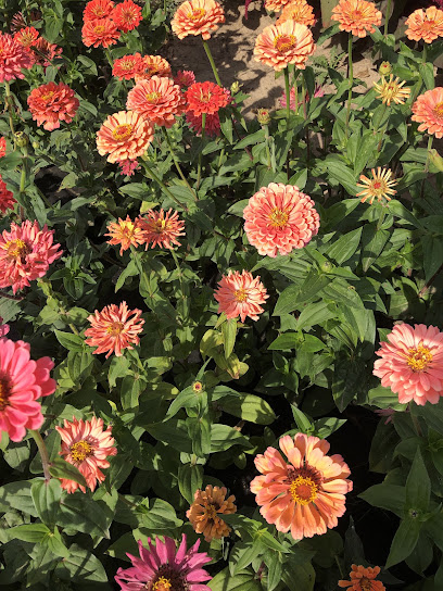 Annas Blumenliebe