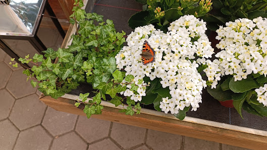 Gärtnerei Klose