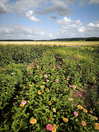 Blumenfeld Döteberg (15. Juli bis Oktober geöffnet)