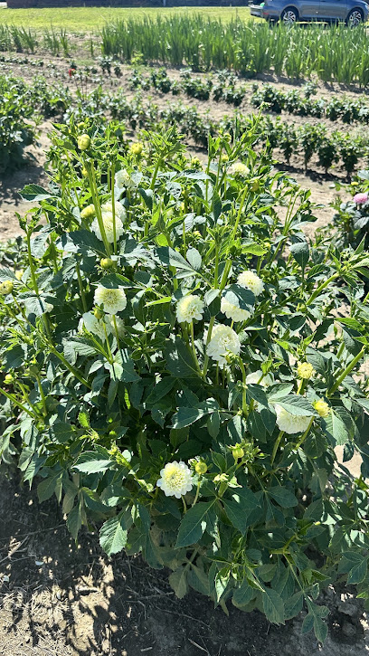 Blumenfeld Nordgoltern (Hof Meyer)