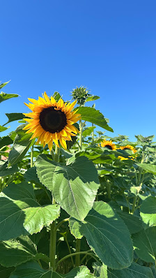 Blumenfeld Nordgoltern (Hof Meyer)