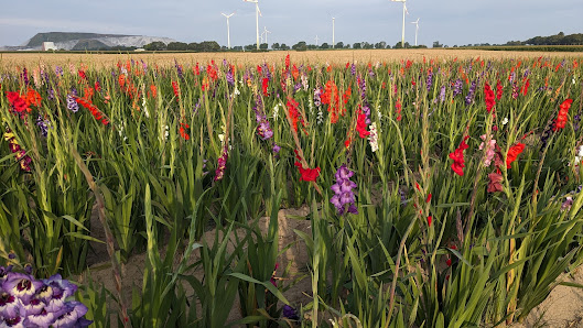 Blumen zum Selbstpflücken