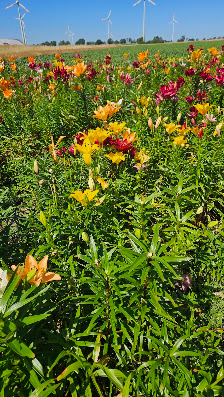 Blumen zum Selbstpflücken