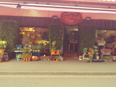 Zaubernuß