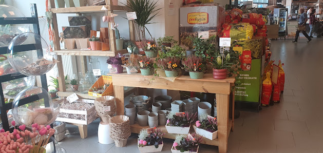 Holland-Blumen-Discount Glasbergen & Griffioen