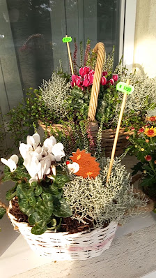 Blumen-Beye