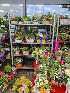 Blumen Behr