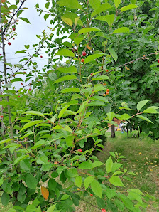 Gartenpflege Nazari