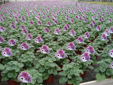 Gärtnerei Grotum