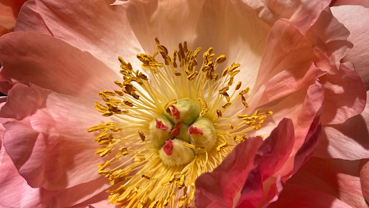 Anne‘s Blumenladen