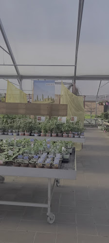 Blumenhof Neubokel - Sträuße, Floristik, Topfpflanzen, Kräuter und Gemüse