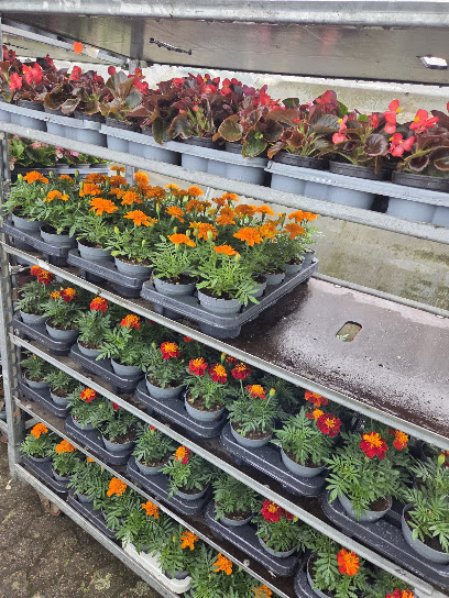 Blumenmarkt in Ribbesbüttel