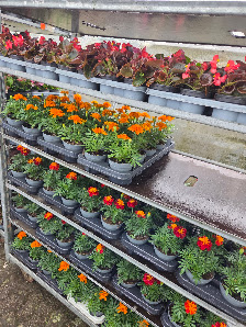Blumenparadies Ausbüttel