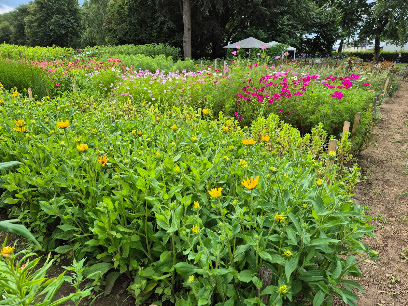 Blumenmarkt