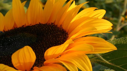 Himstedt Blumen und Gemüse