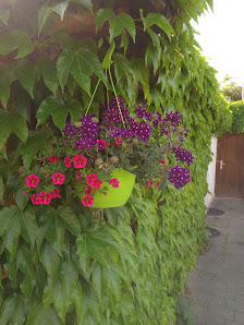 Blumen Schellien