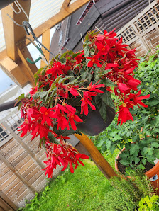 Blumen Schellien