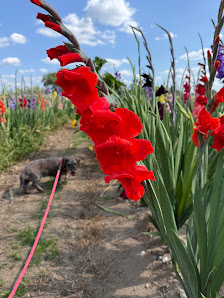 Selbstpflückblumenwiese