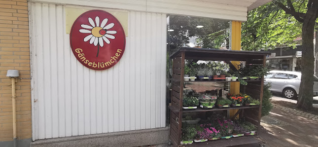Gänseblümchen