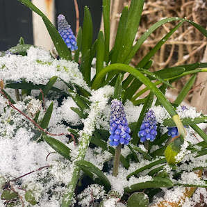 Waldblume