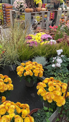 Lameyer Blumen & Pflanzen