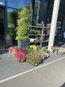 Blumen Oase