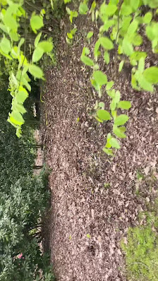 Baumschule Gartengestaltung Eike Ahlers