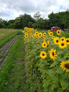 Blumen zum selber schneiden